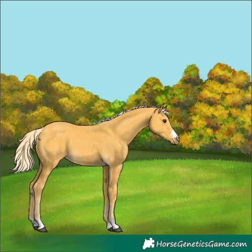 Horse Color:Palomino 