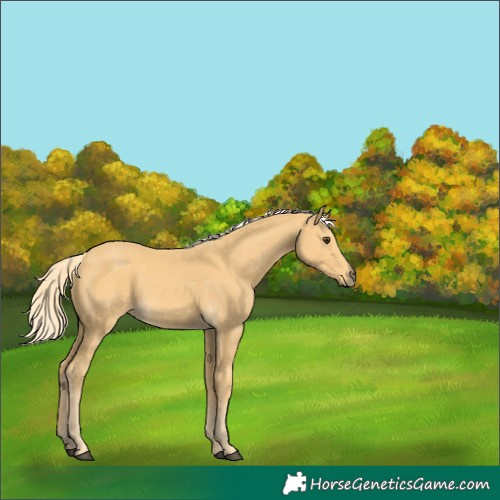 Horse Color:Palomino 