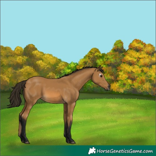 Horse Color:Gray Buckskin 