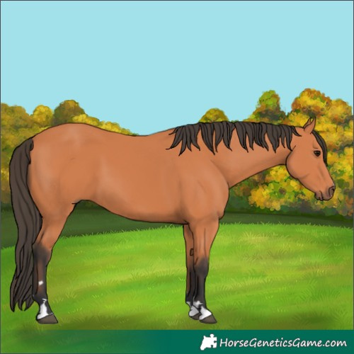 Horse Color:Bay 