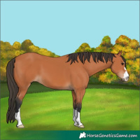 Horse Color:Bay 