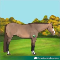 Horse Color:Bay Dun Varnish 
