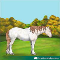 Horse Color:Gold Champagne Roan Dun Splash Tobiano Frame Appaloosa Rabicano 