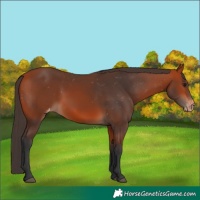 Horse Color:Bay Appaloosa