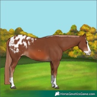 Horse Color:Chestnut Splash Appaloosa 