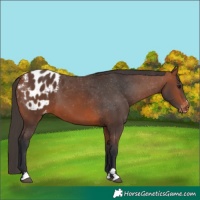 Horse Color:Bay Appaloosa 