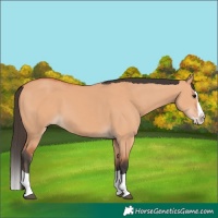 Horse Color:Bay Dun Splash 