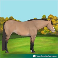 Horse Color:Bay Dun Splash 