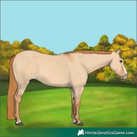 Horse Color:Red Dun Splash 