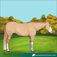 Horse Color:Red Dun Splash 