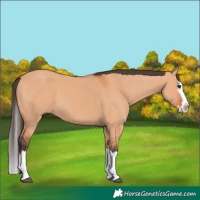 Horse Color:Bay Dun Splash