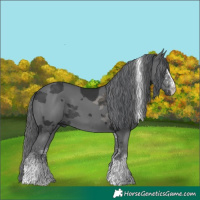 Horse Color:White Spotted Black Merle Tobiano Rabicano 