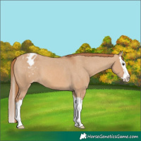 Horse Color:Red Dun Splash Appaloosa 