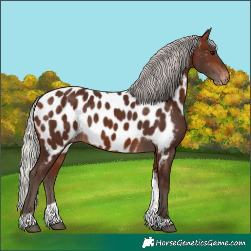Horse Color:Silver Bay Tobiano Appaloosa 