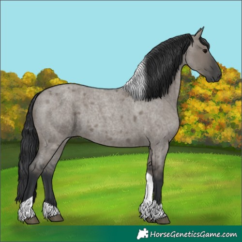 Horse Color:Unknown 