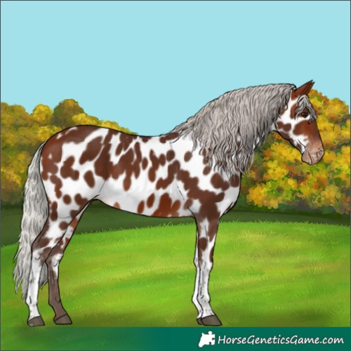 Horse Color:Silver Bay Tobiano Appaloosa 