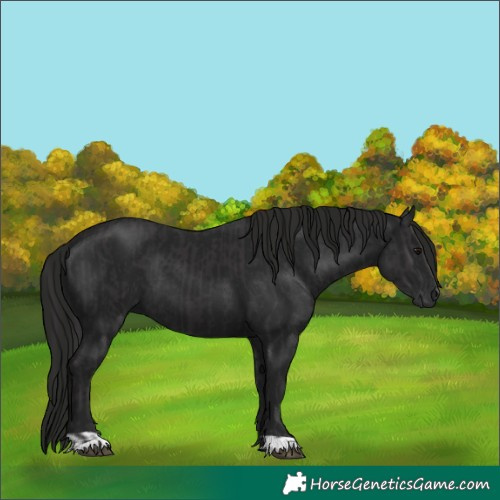 Horse Color:Smoky Black and Gray Smoky Black