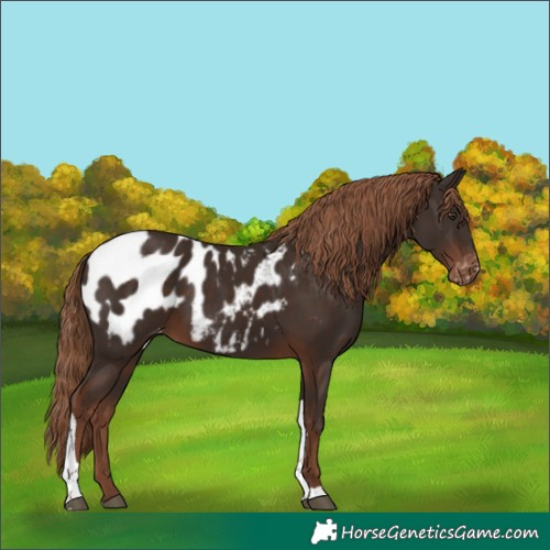 Horse Color:Liver Chestnut Tobiano Appaloosa