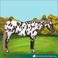 Horse Color:Liver Chestnut Tobiano Appaloosa