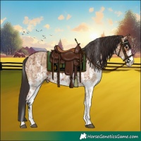 Horse Color:Bay Sabino Rabicano and Bay Dun Sabino Rabicano