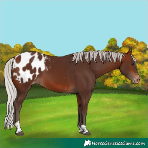 Horse Color:Silver Bay Tobiano Appaloosa 
