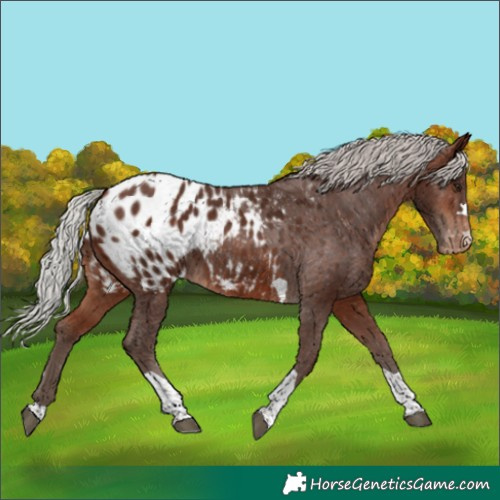 Horse Color:Silver Bay Tobiano Appaloosa 