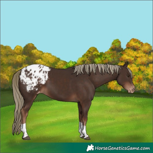 Horse Color:Liver Chestnut Tobiano Appaloosa