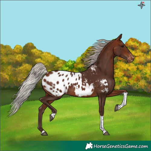 Horse Color:Silver Bay Tobiano Appaloosa 