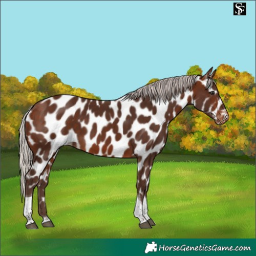 Horse Color:Silver Bay Tobiano Near Leopard 