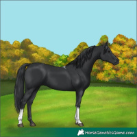 Horse Color:Black Tobiano 