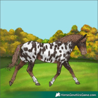 Horse Color:Liver Chestnut Tobiano Appaloosa 