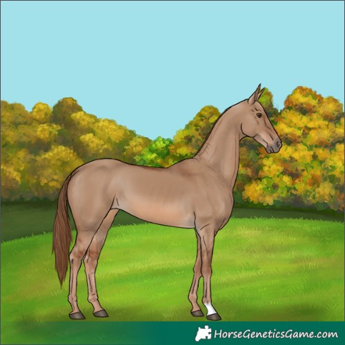 Horse Color:Red Dun 