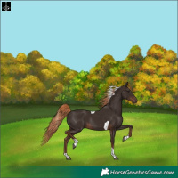 Horse Color:Liver Chestnut Tobiano Rabicano