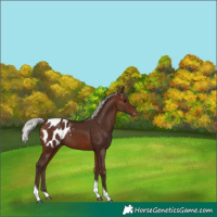 Horse Color:Silver Brown Tobiano Blanket