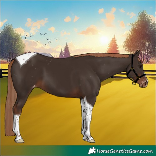 Horse Color:Liver Chestnut Tobiano Appaloosa 
