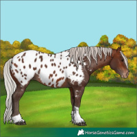 Horse Color:Silver Brown Tobiano Near Leopard 