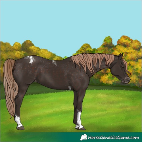 Horse Color:Liver Chestnut Tobiano Appaloosa 