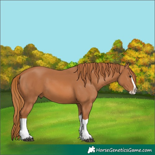 Horse Color:Chestnut Splash 