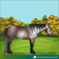 Horse Color:Gray Bay 