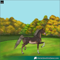 Horse Color:Liver Chestnut Tobiano Rabicano 
