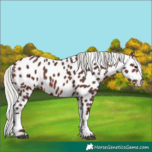 Horse Color:Silver Bay Tobiano Leopard
