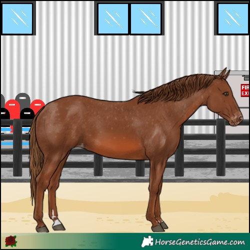 Horse Color:Chestnut Appaloosa 