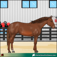 Horse Color:Chestnut Varnish