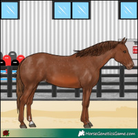 Horse Color:Chestnut Appaloosa