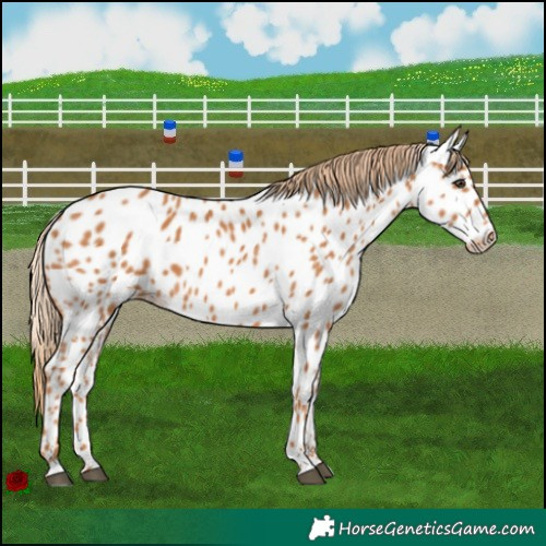 Horse Color:Chestnut Appaloosa