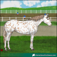 Horse Color:Chestnut Appaloosa 