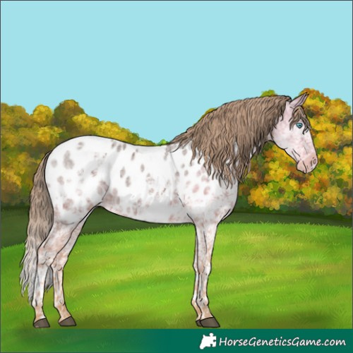 Horse Color:Liver Chestnut Ice Splash Tobiano Near Leopard 