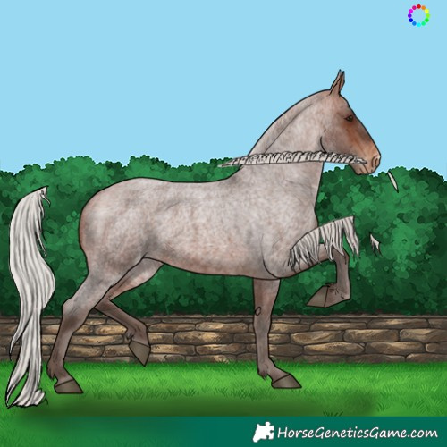 Horse Color:Silver Bay Roan Appaloosa 