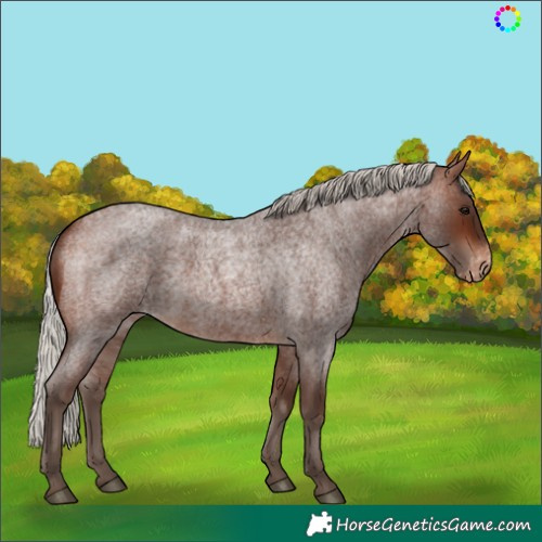 Horse Color:Silver Bay Roan Appaloosa 