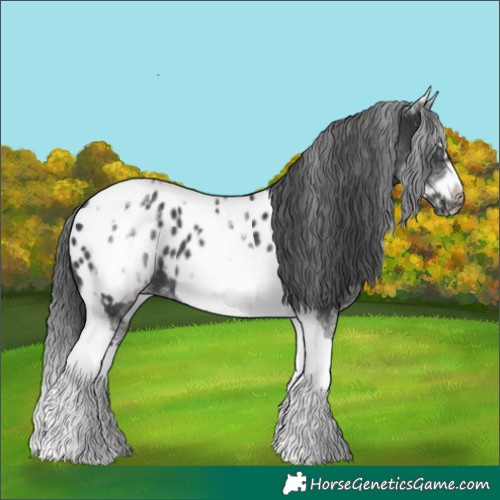 Horse Color:White Spotted Black Splash Tobiano Frame Appaloosa 